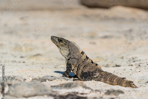 Wild iguana Relaxing on the Beach of Tulum. Quintana Roo, Mexico.