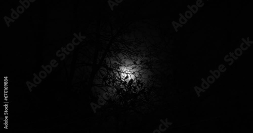 spooky silhouette of crows on tree branches with moon shining among the thin clouds at dark sky photo