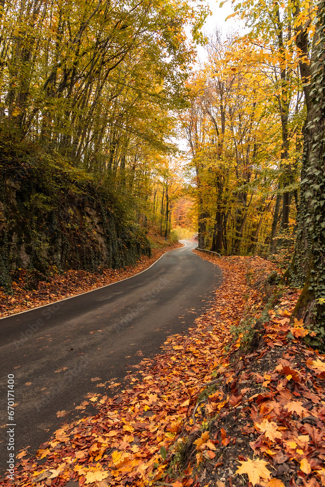 Fototapeta premium Kręta droga w lesie i jesień w pełnej krasie