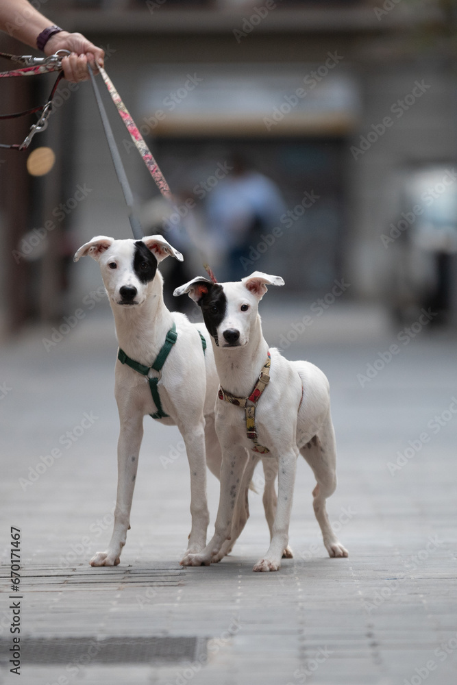 Deux chiens de la même famille de race podencos dans une rue à Barcelone 
