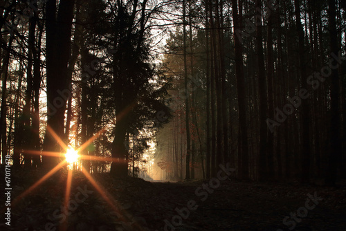 Zachód słońca w lesie  photo