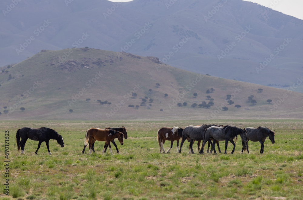 Herd of Wild Horses in Springtime in the Utah Desert Herd of Wild Horses in Springtime in the Utah Desert