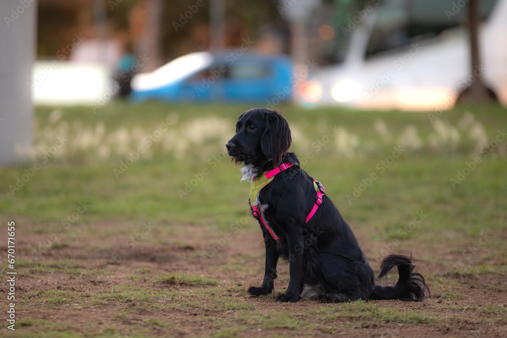 Une chienne noir de race cocker spaniel dans un parc à Barcelone Une chienne noir de race cocker spaniel dans un parc à Barcelone