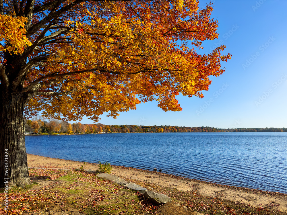 Brilliant red, orange and yellow leaves on the shore of Massapoag Lake at Memorial Park Beach, Sharon, Massachusetts Brilliant red, orange and yellow leaves on the shore of Massapoag Lake at Memorial Park Beach, Sharon, Massachusetts
