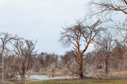 dead trees stand in lake in Africa. Global warming