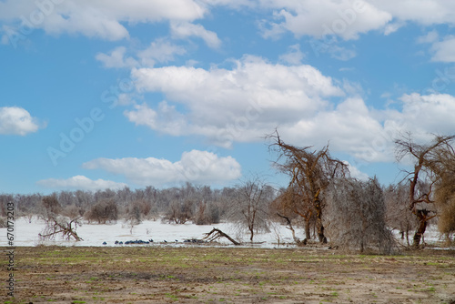 dead trees stand in lake in Africa. Global warming photo