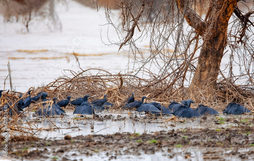 Black Heron Egretta ardesiaca spreads wings to canopy hunt photo