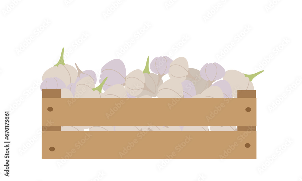 Vector illustration box with garlic isolate on white , harvesting autumn vitamins, season vegetable ,healthy and tasty food, bio and eco. Illustration for different design uses . Vector illustration box with garlic isolate on white , harvesting autumn vitamins, season vegetable ,healthy and tasty food, bio and eco. Illustration for different design uses .
