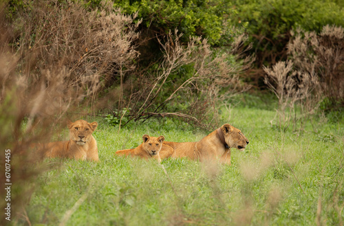 Lioness and cub South Africa closeup photo