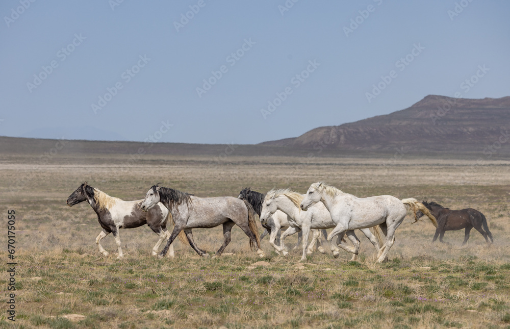 Obraz premium Herd of Wild Horses in Springtime in the Utah Desert