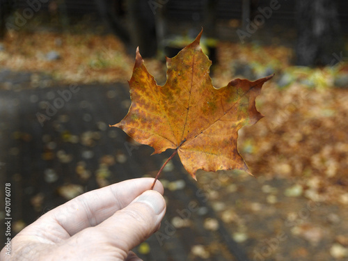A maple leaf in a man s hand  a cloudy autumn day. Withering nature  close-up on a blurry background.