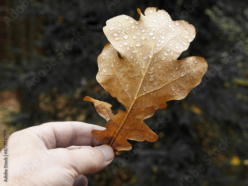 An oak leaf in a man's hand, a cloudy autumn day. Withering nature, close-up on a blurry background.