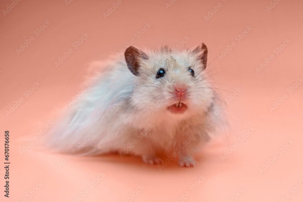 Grey Syrian hamster pink background looking forward Grey Syrian hamster pink background looking forward
