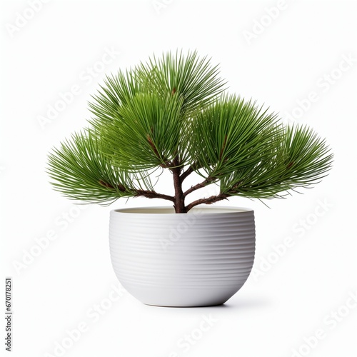 plants in ceramic pots on white background, AI generation 
