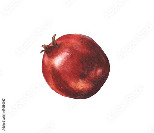 One whole red garnet, painted in watercolor and isolated on a white background.