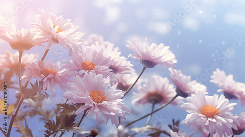 White asters growing in nature against a bright blue sky with small fluffy clouds. Close-up of white flowering plants. Copy space.