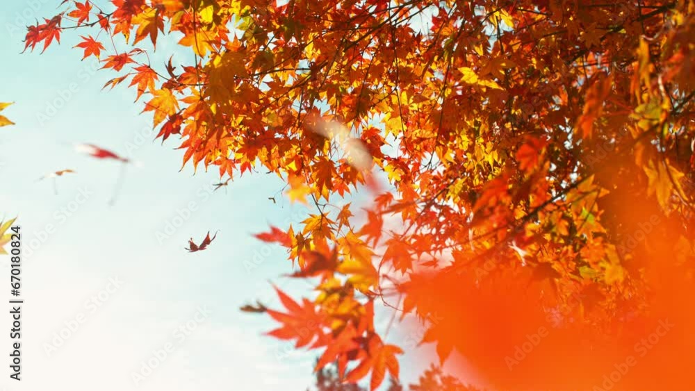 Super slow motion of falling autumn maple leaves (acer palmatum). Filmed on high speed cinema camera, 1000 fps. Super slow motion of falling autumn maple leaves (acer palmatum). Filmed on high speed cinema camera, 1000 fps.