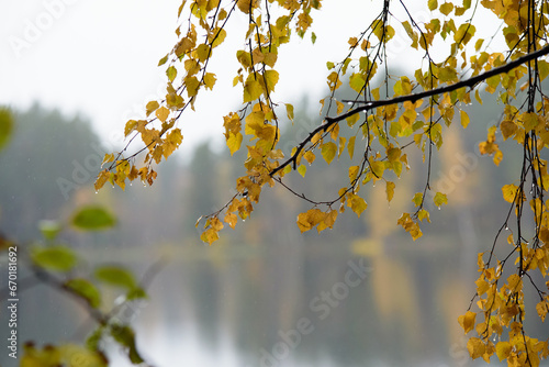 beautiful view of the lake on a rainy autumn day with yellow birch branches