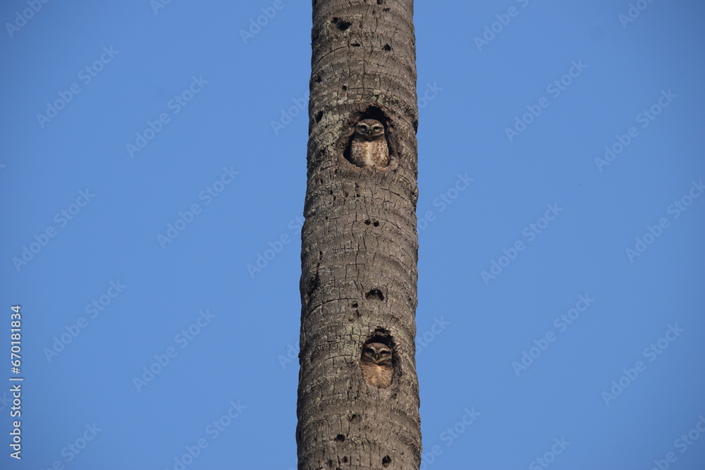 Two little owls in a tree are staring into your soul  
Renwick Badh, Kushtia, Bangladesh.