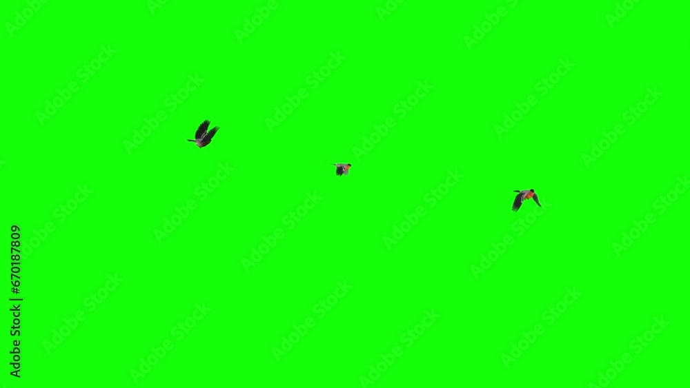 Three Red Bullfinch Birds - Flying Around Loop - Green Screen - Realistic 3D animation isolated on green background Three Red Bullfinch Birds - Flying Around Loop - Green Screen - Realistic 3D animation isolated on green background