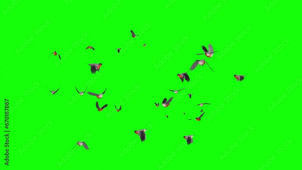 Red Bullfinch Birds - Large Flock - Flying Around Loop - Green Screen 3D animation isolated on green background Red Bullfinch Birds - Large Flock - Flying Around Loop - Green Screen 3D animation isolated on green background