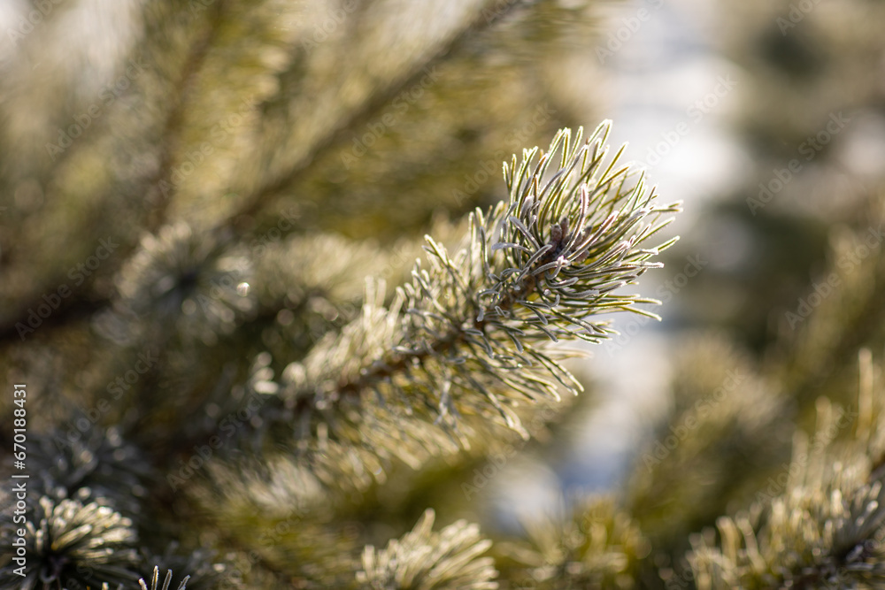 Close up young evergreen pine tree branches with long its needles in the forest or park on sunny day. Christmas, New year gift card. Coniferous lush fir. Festive natural background