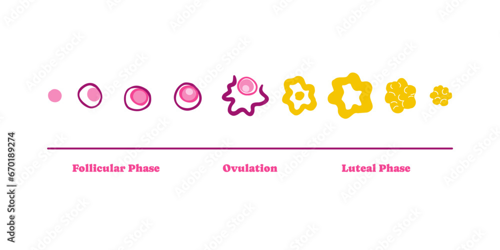Fototapeta premium Menstrual cycle stages infographic illustration. Female uterus, woman. Vector illustration in flat style.