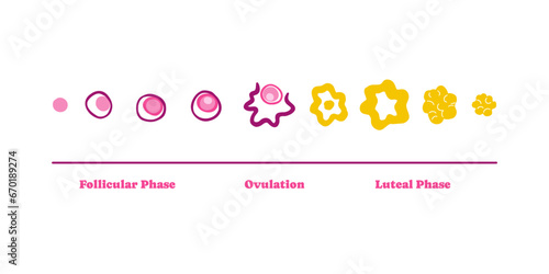 Menstrual cycle stages infographic illustration. Female uterus, woman. Vector illustration in flat style.