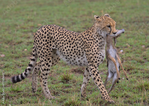side view of cheetah walking in the wild savannah of the masai mara, kenya, with young thompson gazelle in its mouth