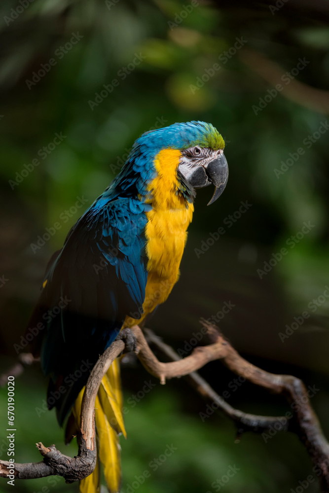 Guacamayo