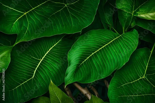 close up of green leaf