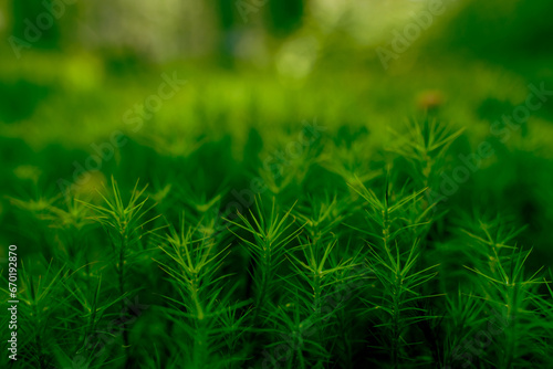 Kukushkin flax is common in the swamp. Beautiful green natural background © KseniaJoyg