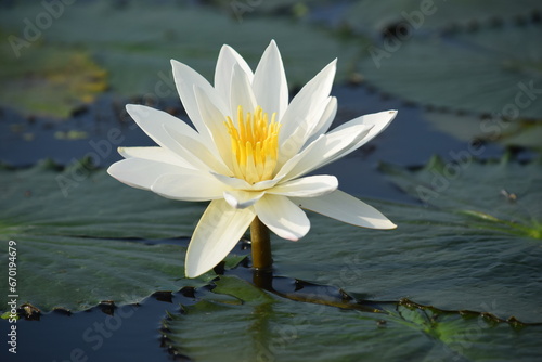 Fototapeta Naklejka Na Ścianę i Meble -  A white water Lily