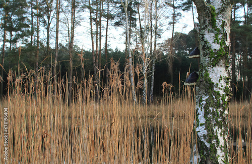 Fototapeta Naklejka Na Ścianę i Meble -  Leśny staw jesienią