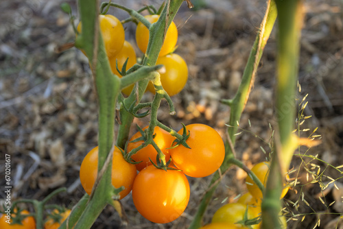 orange cherry tomatoes grow in the garden close-up