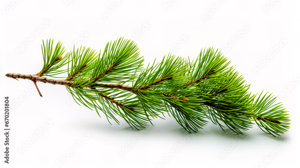 Pine twig isolated, Pine branch on white background. Pine twig isolated, Pine branch on white background.
