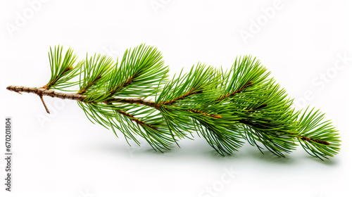 Pine twig isolated  Pine branch on white background.