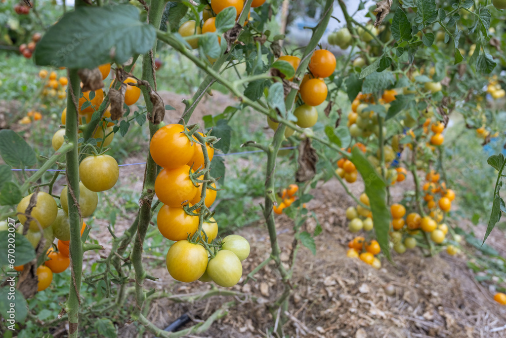 A lot yellow cherry tomatoes grow in the garden close-up