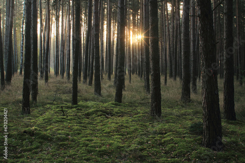 Zachód słońca w sosnowym lesie. 