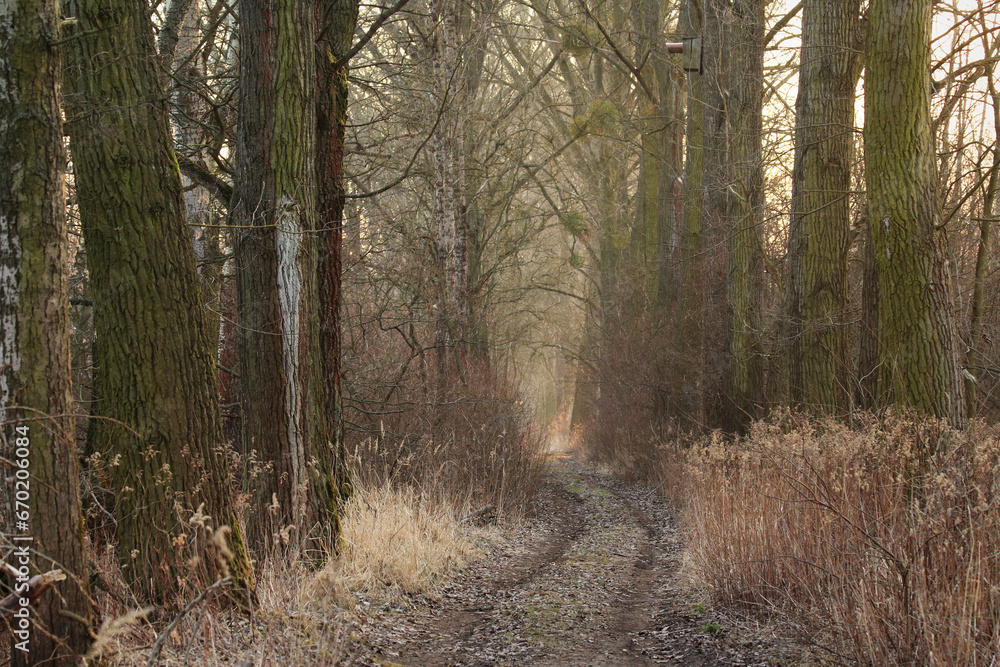 Ścieżka w lesie. Zimowy krajobraz z drzewami.