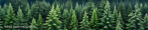 A group of pine trees with green needles. Forest pattern background.