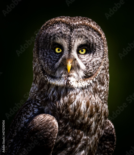 Portrait of a great grey owl