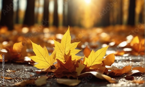 autumn leaves on the ground autumn leaves on the ground autumn leaves in park  fall season