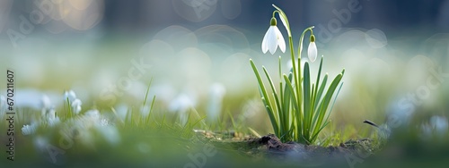 one of the white snowdrops blooming in a field Generative AI