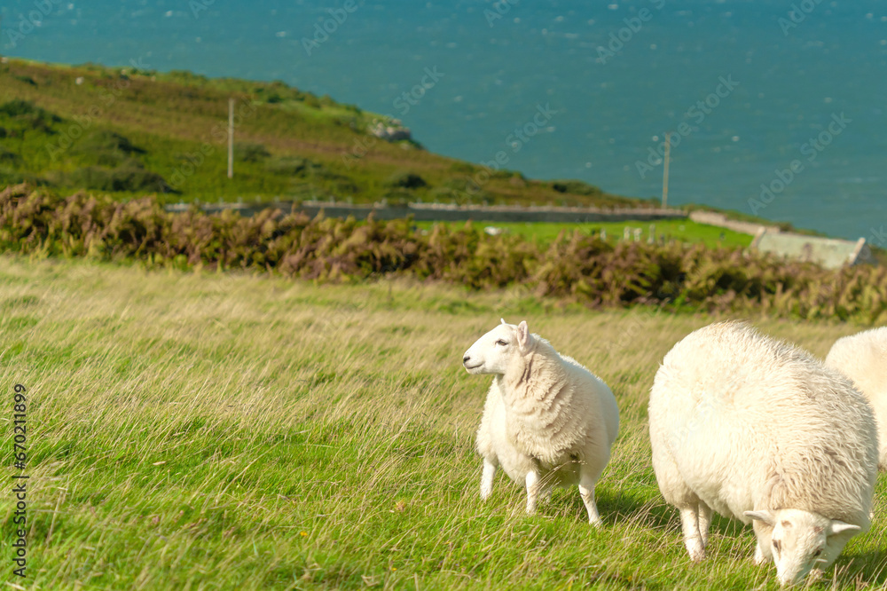 Sheeps on Llandudno demi-island over a blue sky and sea. England. Sheeps on Llandudno demi-island over a blue sky and sea. England.