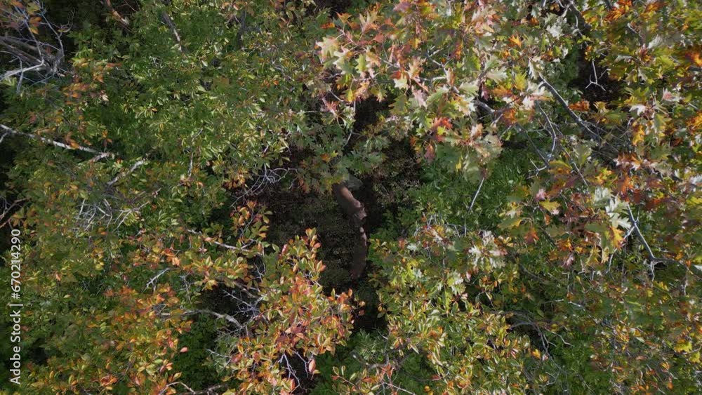 Group of wild deer in autumn forest, aerial view through tree leaves Top view Group of wild deer in autumn forest, aerial view through tree leaves Top view