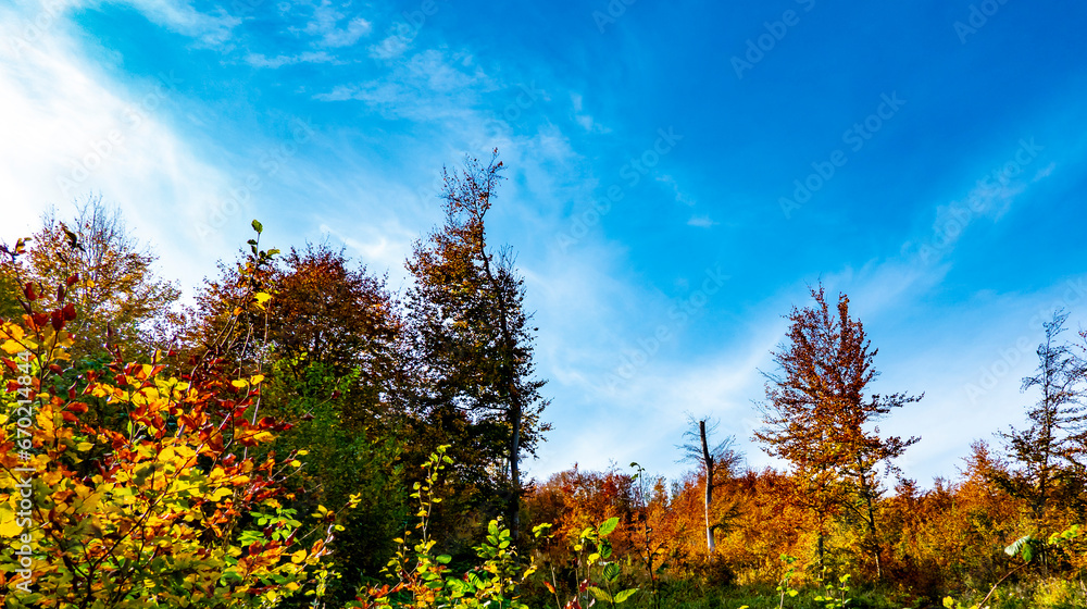 Beautiful autumn nature full of fallen leaves