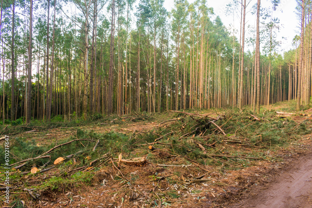Pine tree harvest woody debris - timber harvesting in Sao Francisco de Paula, South of Brazil Pine tree harvest woody debris - timber harvesting in Sao Francisco de Paula, South of Brazil