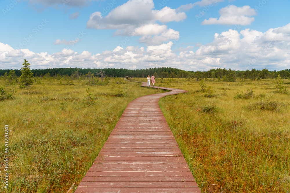 A picturesque wooden walking path through a swamp with tall grass in summer.Quiet Nature Trail, beautiful landscape