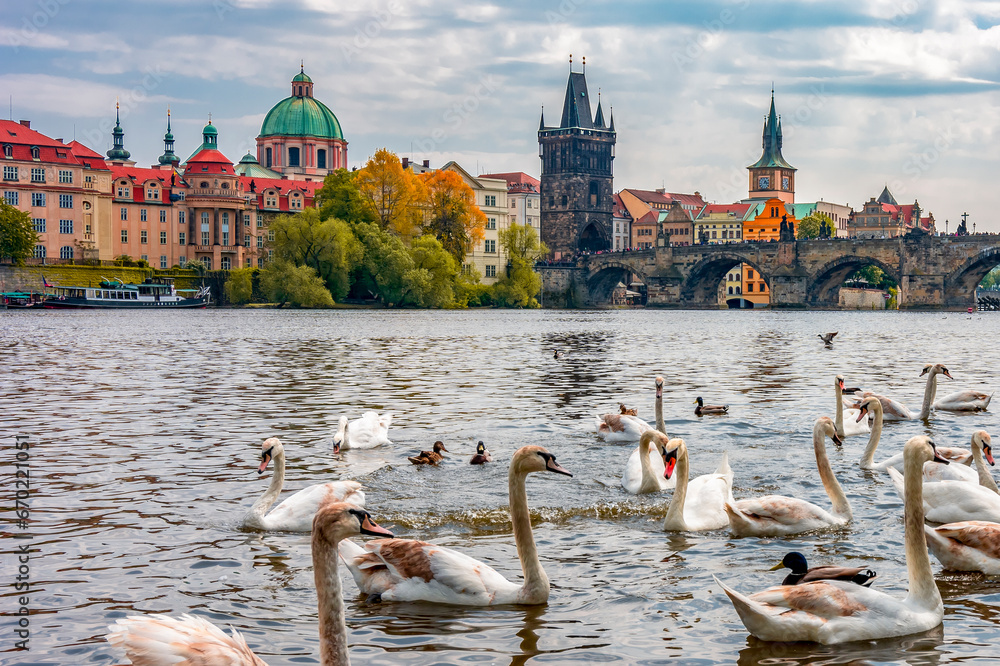 Swans on Vltava river with Charles bridge at background, Prague, Czech Republic - obrazy, fototapety, plakaty 